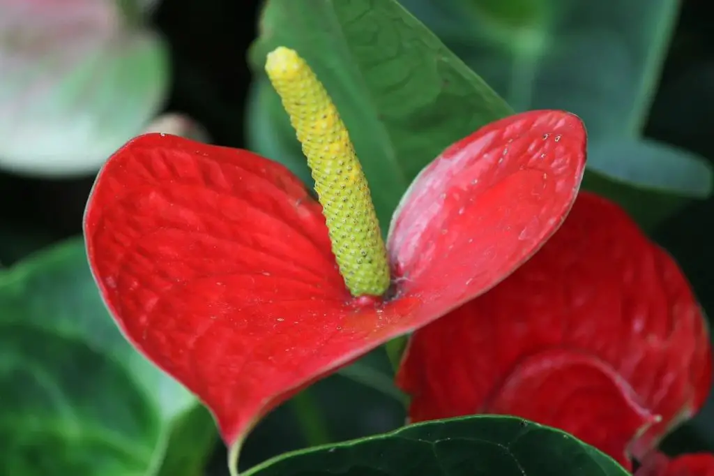 Anthurium Andraeanum