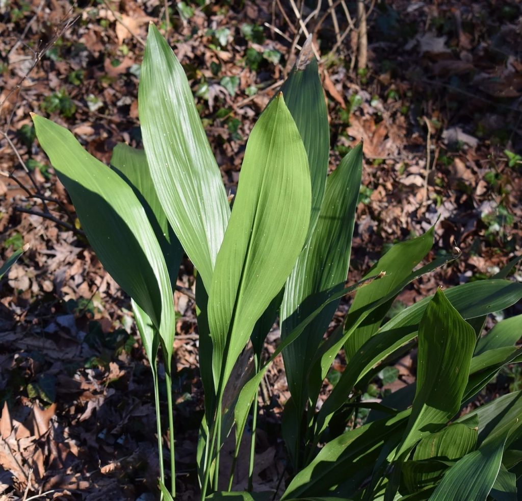 Cast Iron Plant