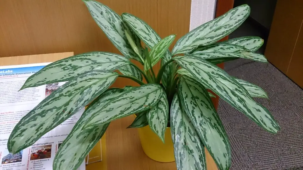 Chinese Evergreen