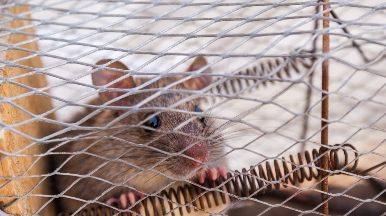 How to Get Rid of Mice? 8 Tried & Tested Methods