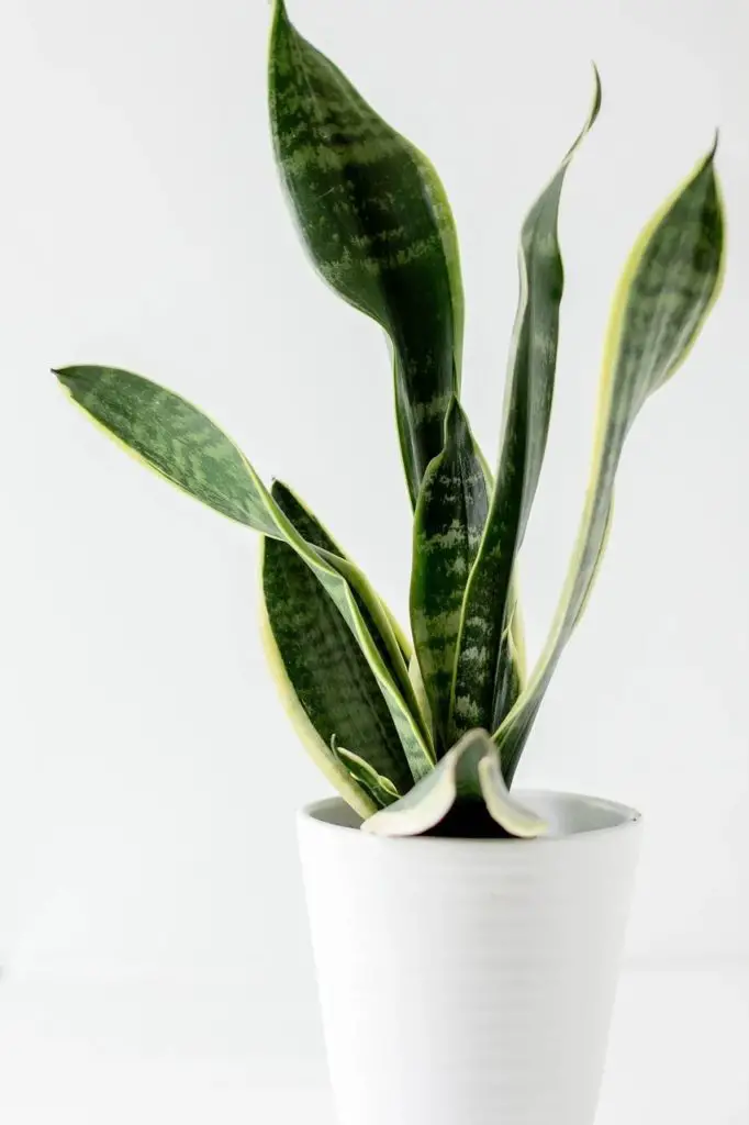 Snake Plant