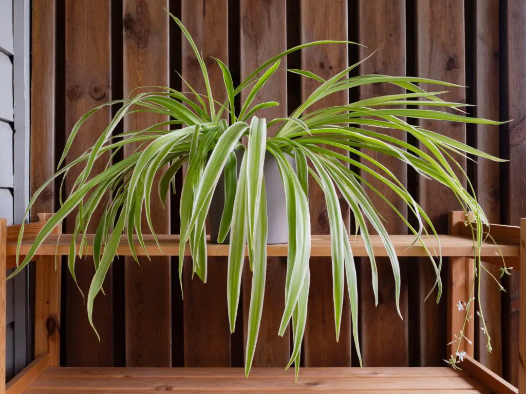 Spider Plant