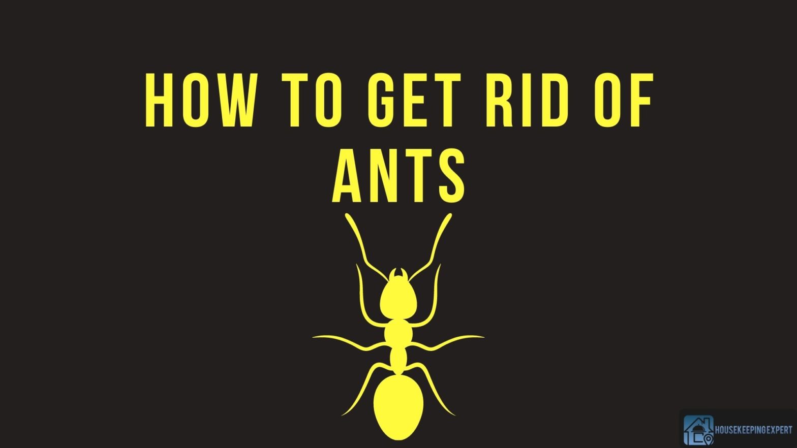 How To Get Rid Of Ants