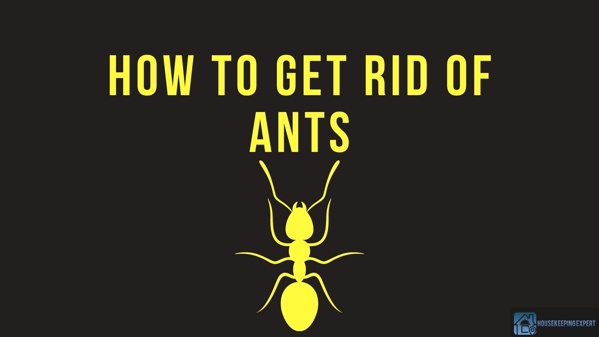 How to Get Rid of Ants 8 Effective Ways