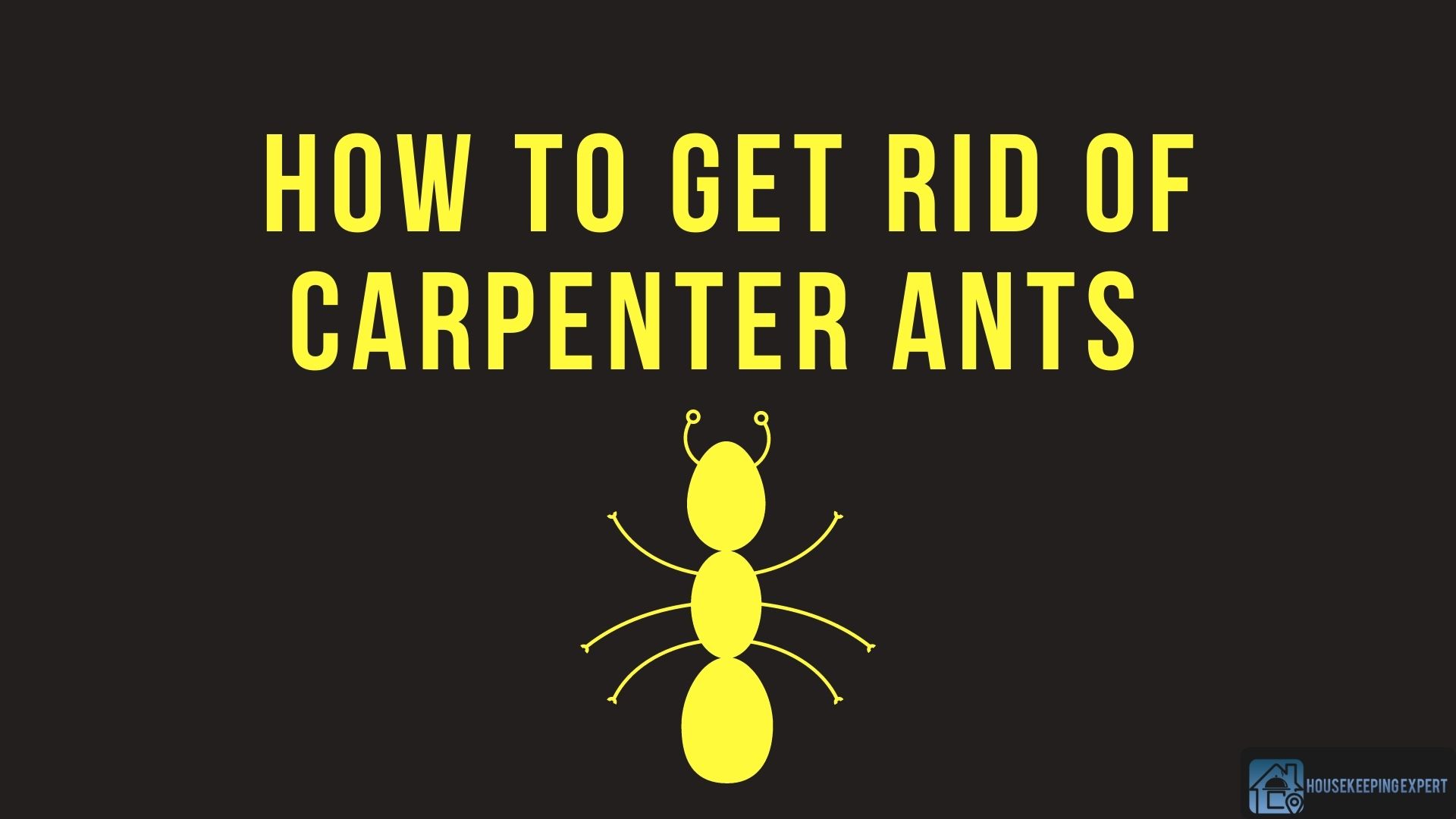 How To Get Rid Of Carpenter Ants | DIY Ways To Try