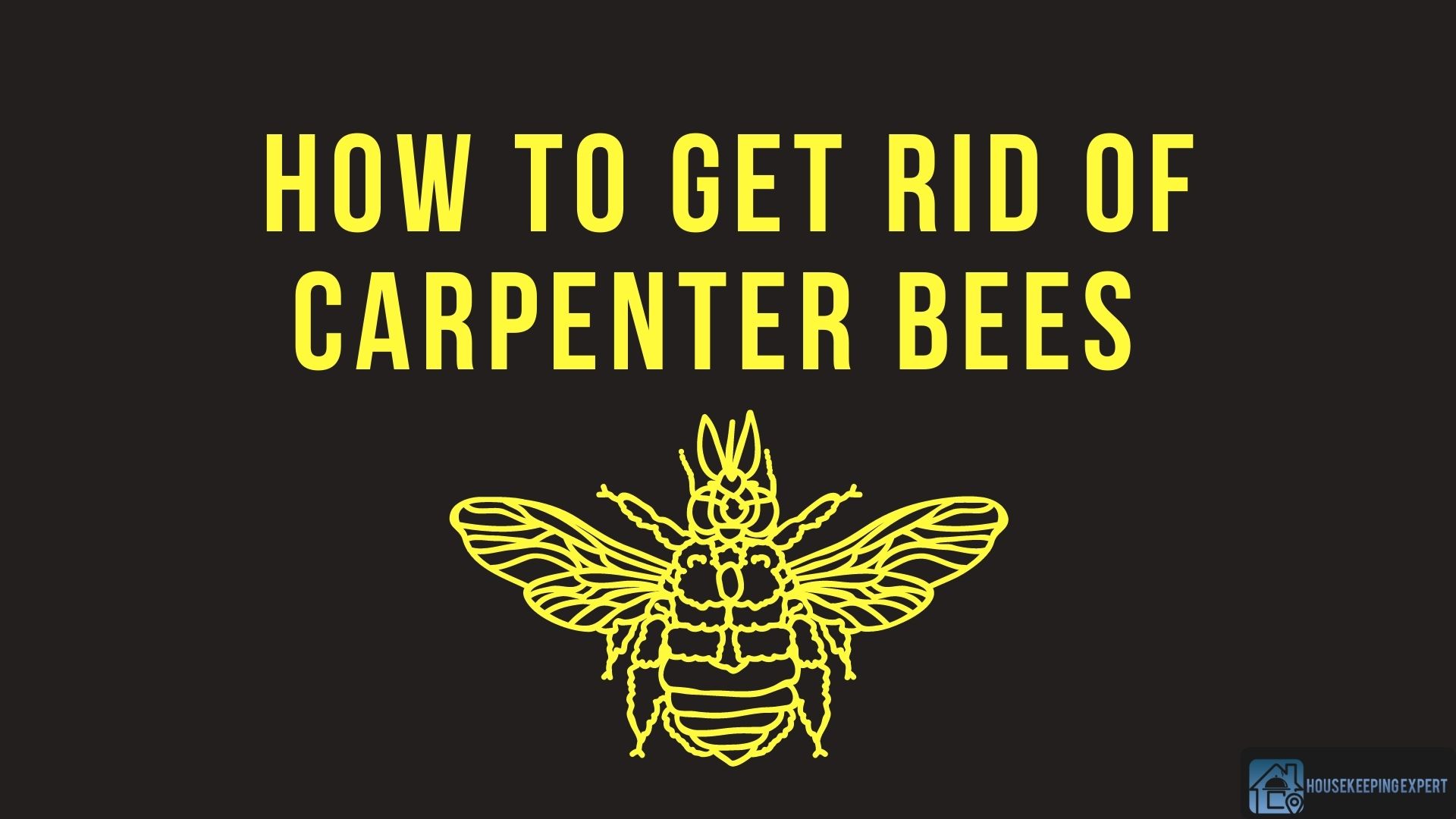 How To Get Rid of Carpenter Bees 12 Potent Remedies