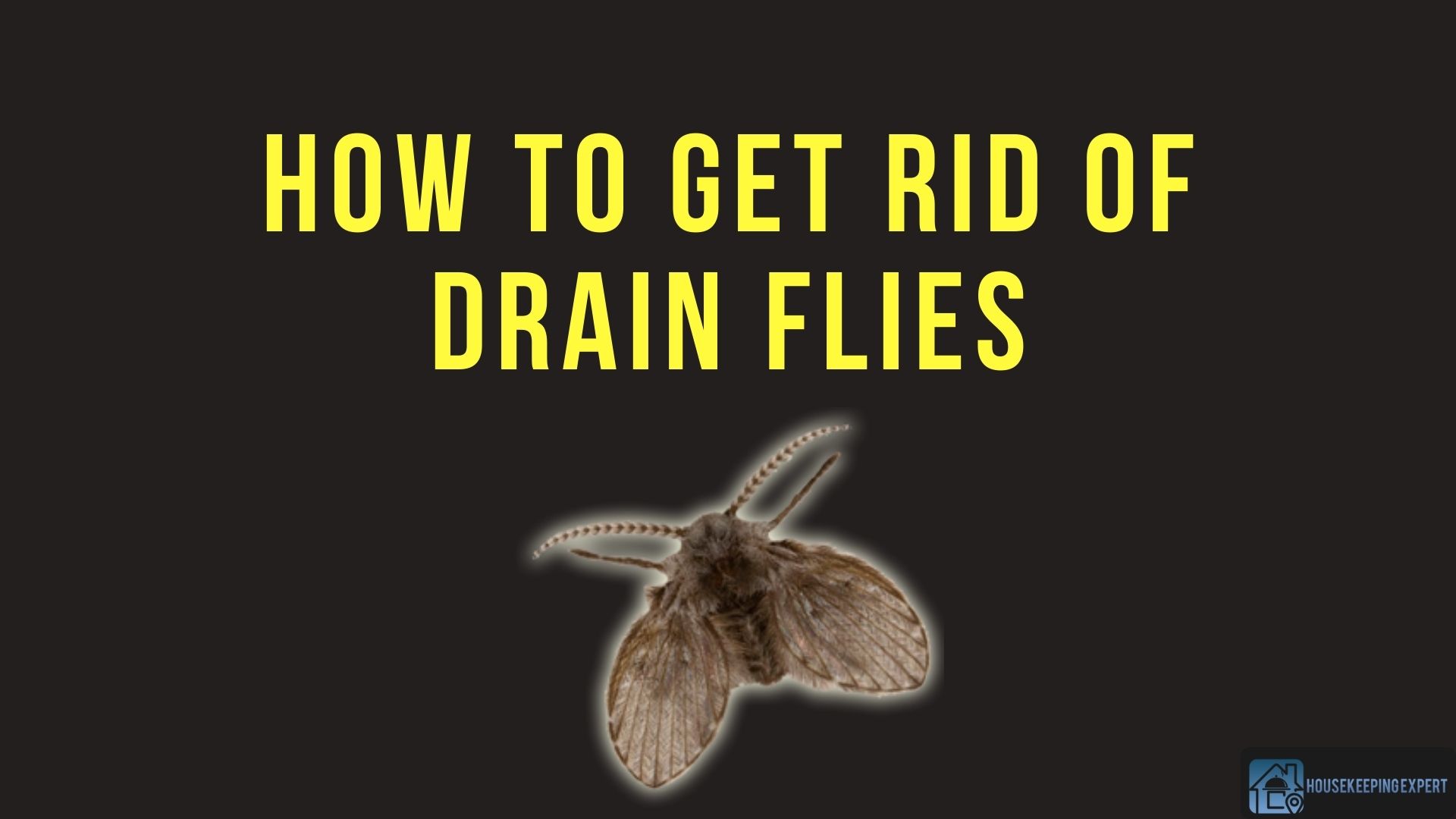 How To Get Rid Of Drain Flies | 8 Easy & Effective Fixes