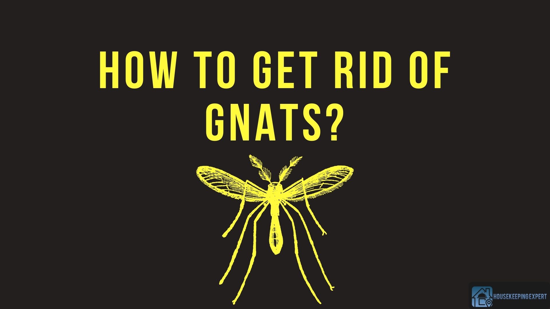 How to Get Rid of Gnats? 12 Effective Ways