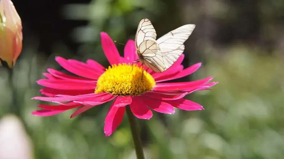 Pyrethrum