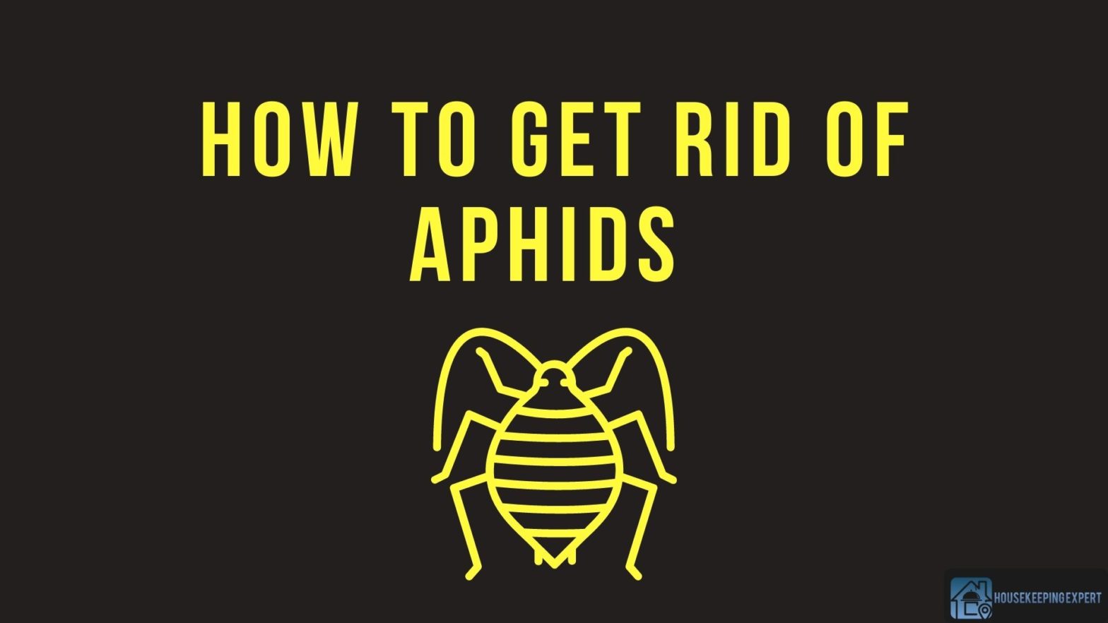 How To Get Rid Of Aphids