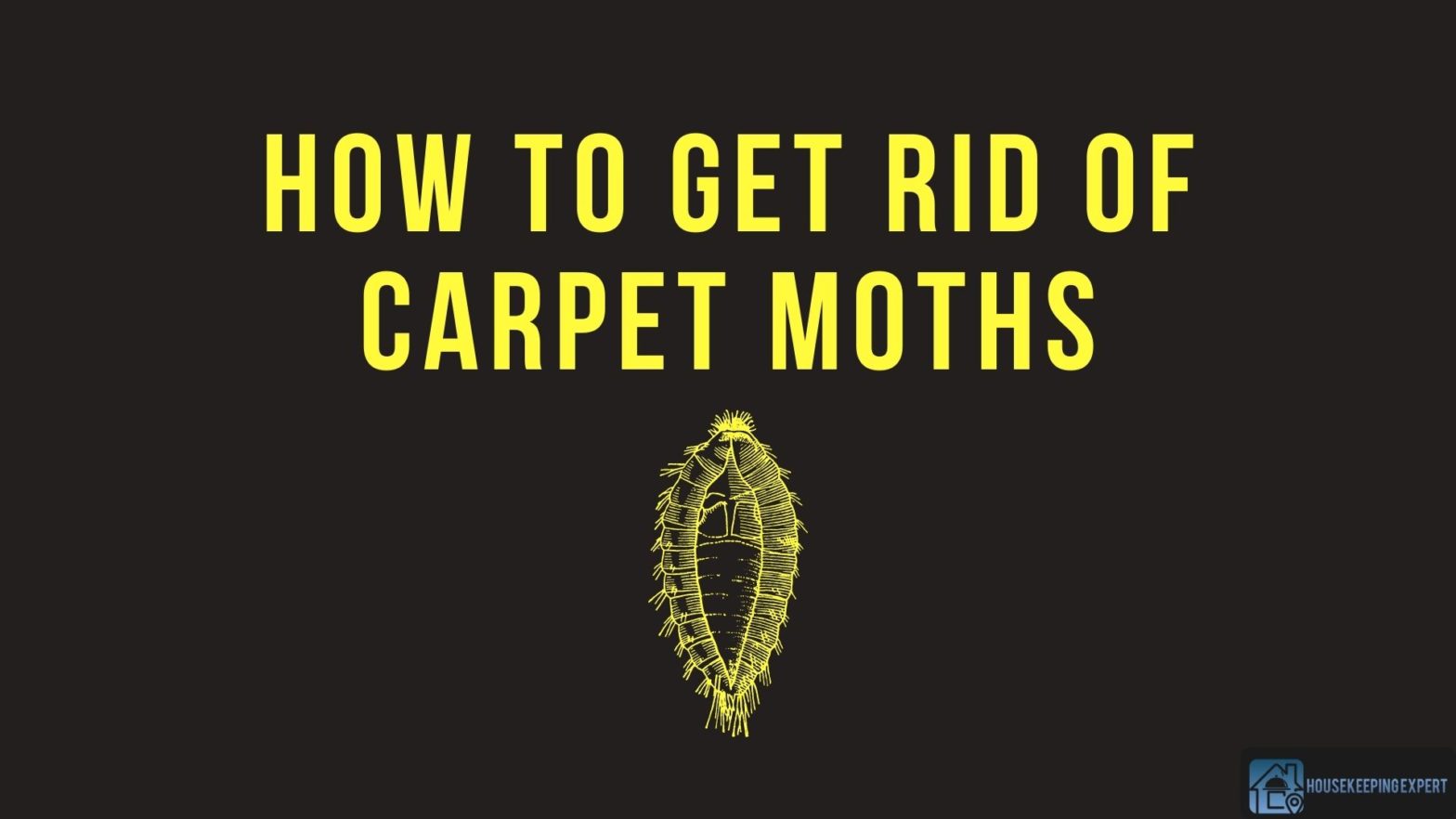 How To Get Rid Of Carpet Moths