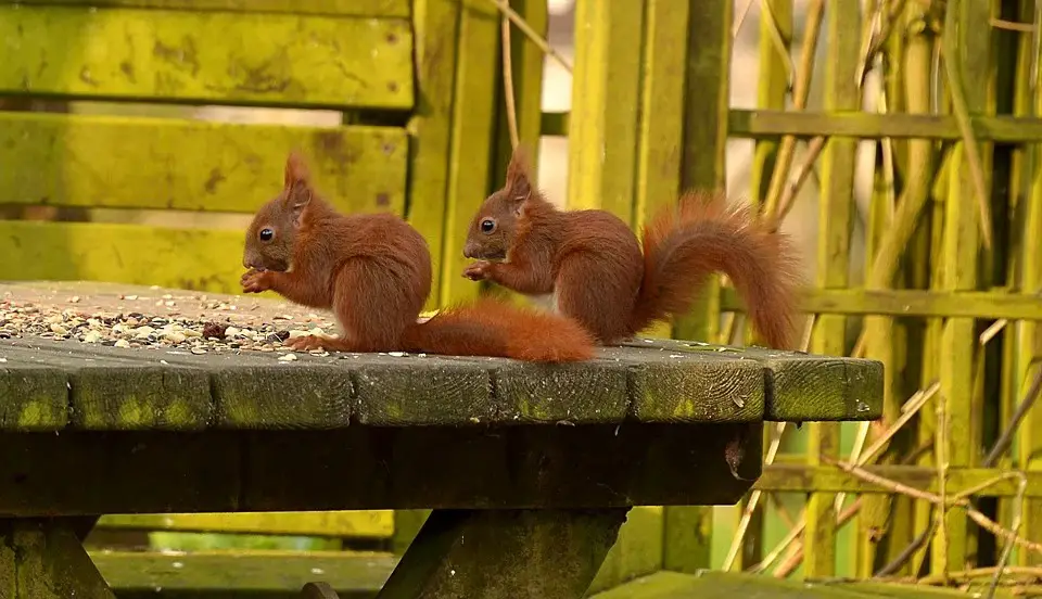 Squirrel Eating