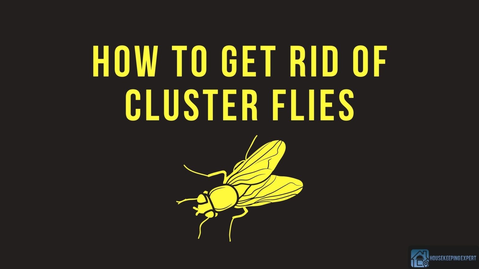 How To Get Rid Of Cluster Flies