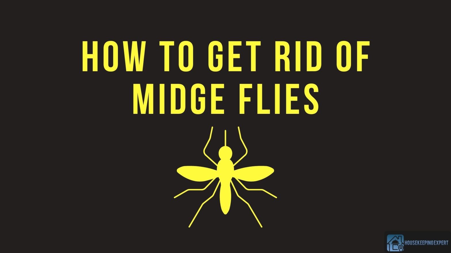 How To Get Rid Of Midge Flies