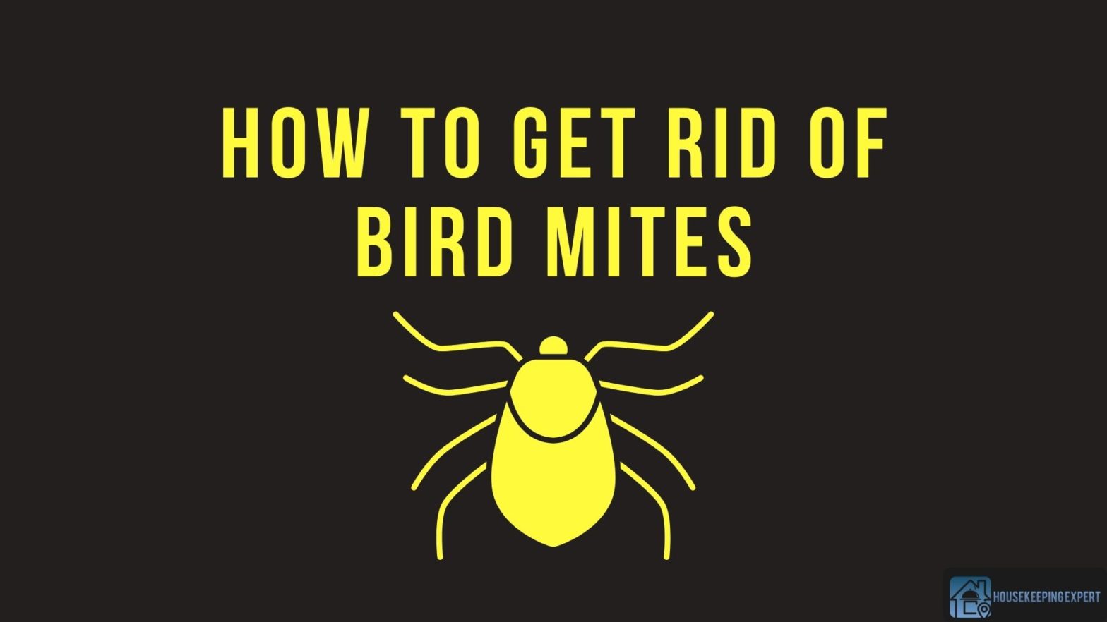 How To Get Rid Of Bird Mites