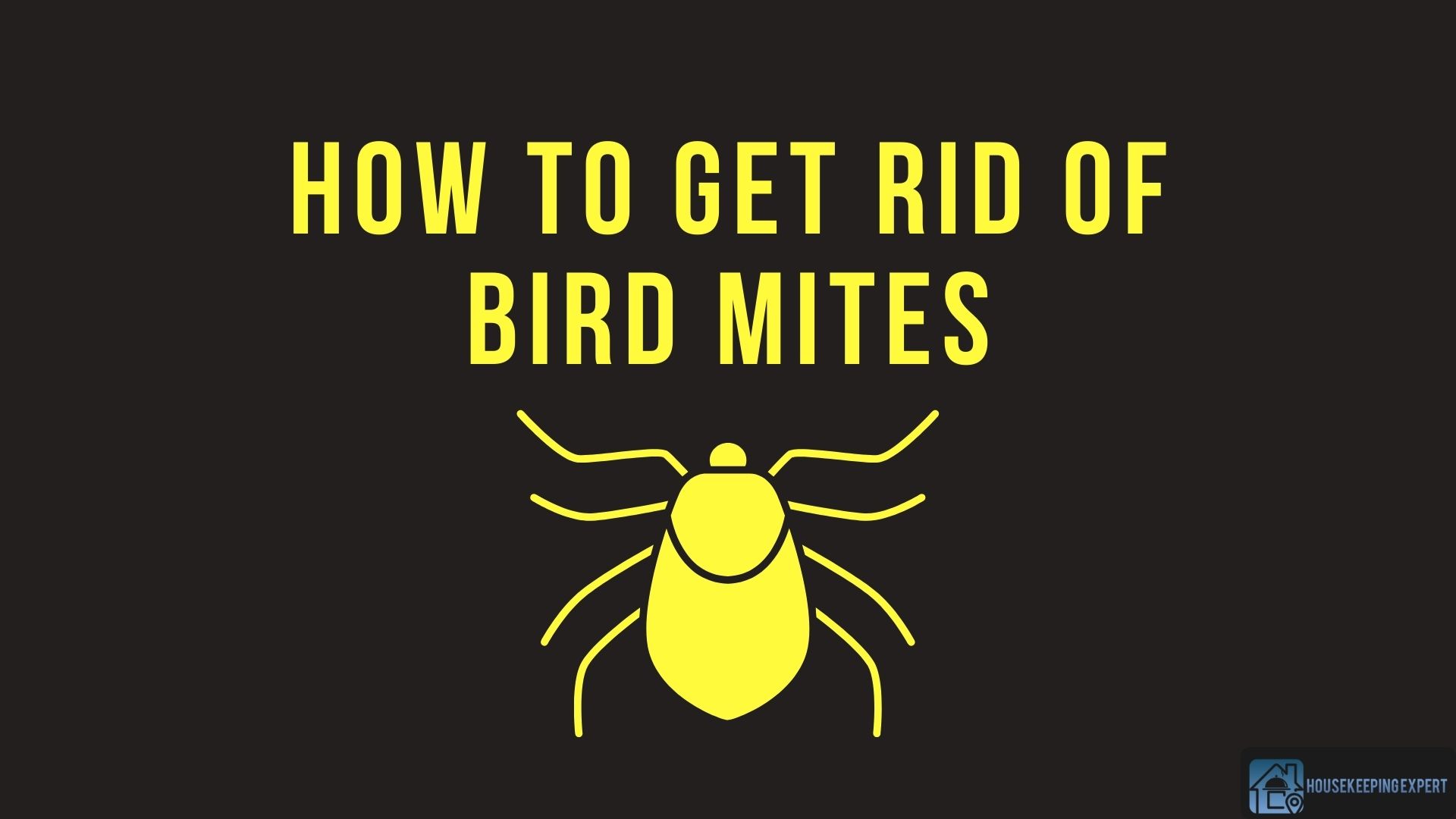 How To Get Rid Of Bird Mites 5 Proven Preventive Measures