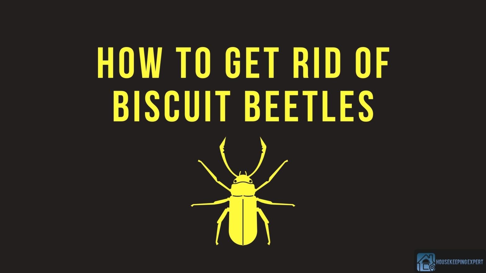 How To Get Rid Of Biscuit Beetles