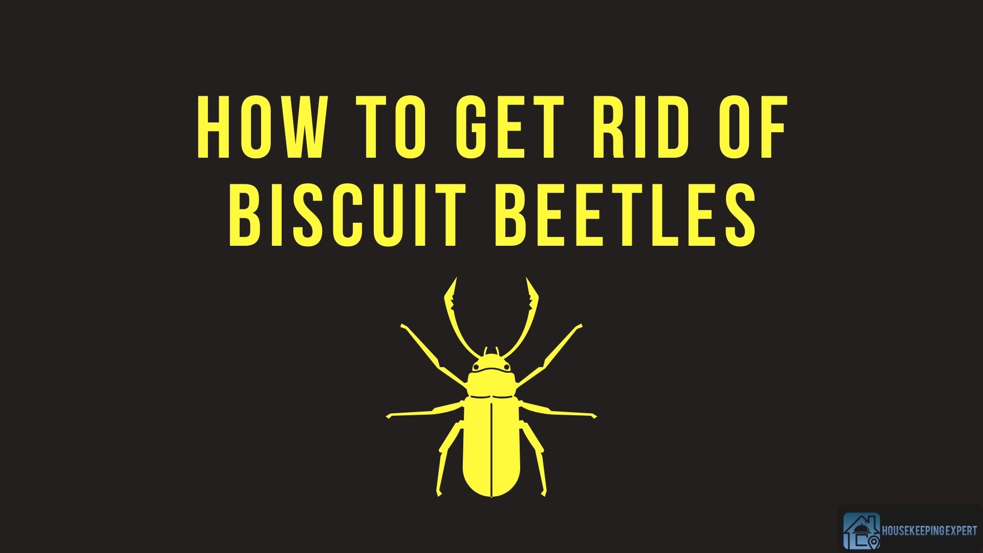 biscuit beetle risk