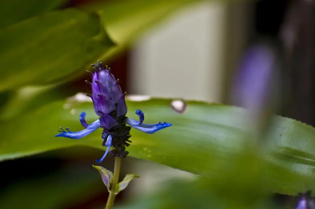 Coleus Canina