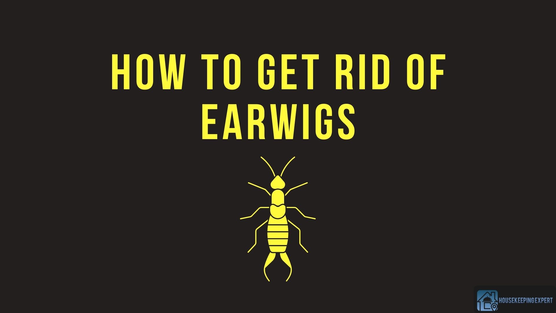 How to Get Rid of Earwigs Remedies & Preventive Measures