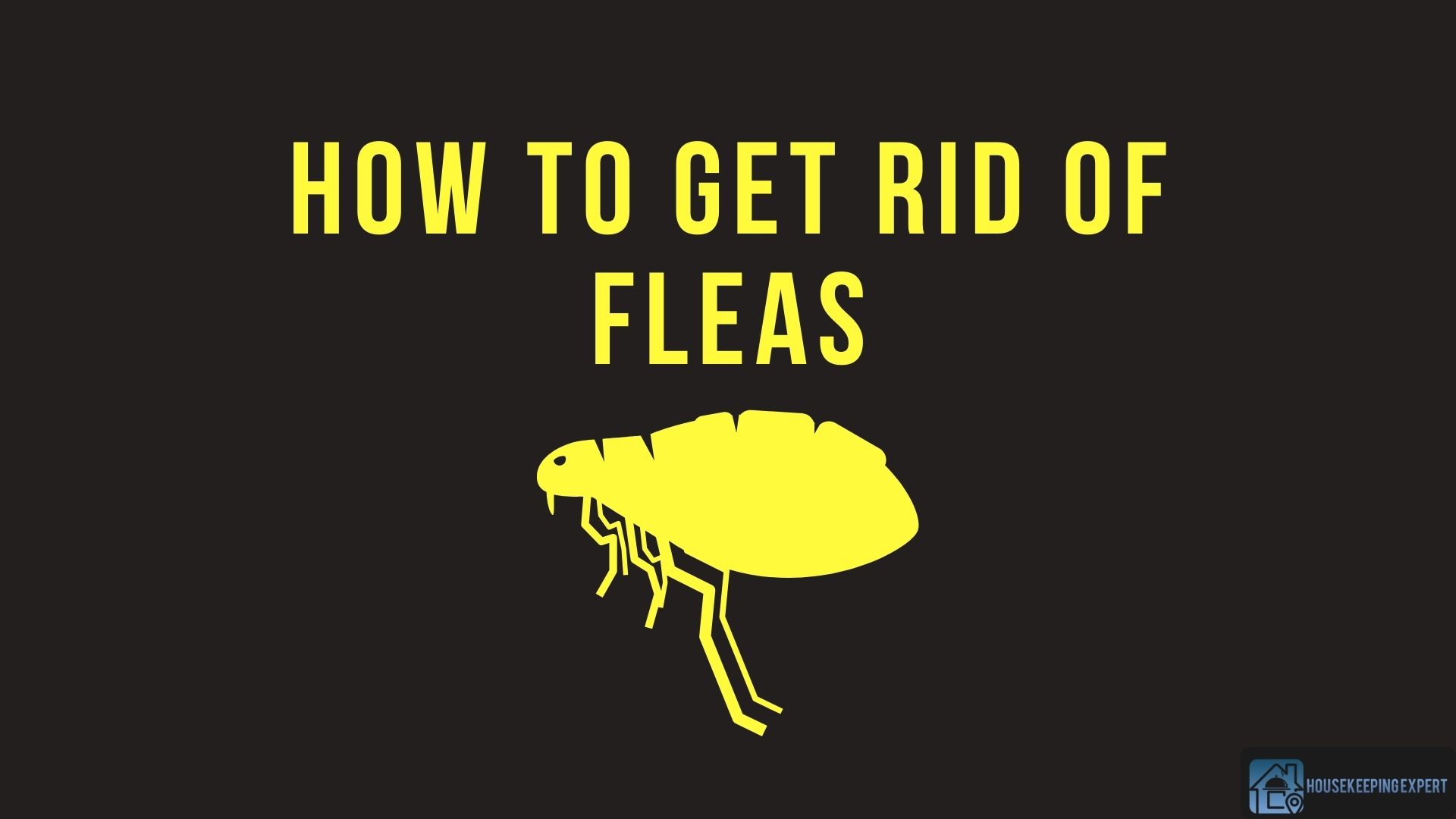 How to Get Rid of Fleas from your House 9 Potent Remedies