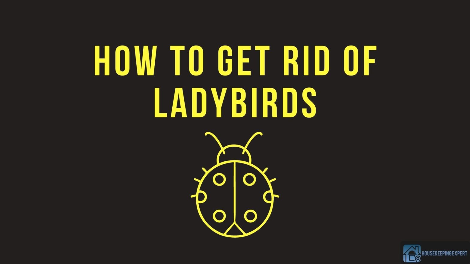 How To Get Rid Of Ladybirds