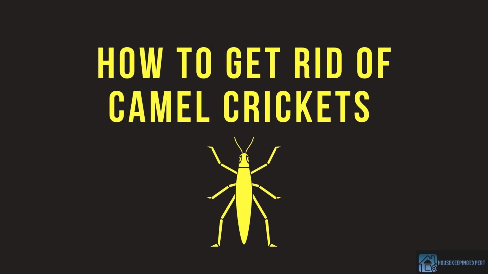 How To Get Rid Of Camel Crickets