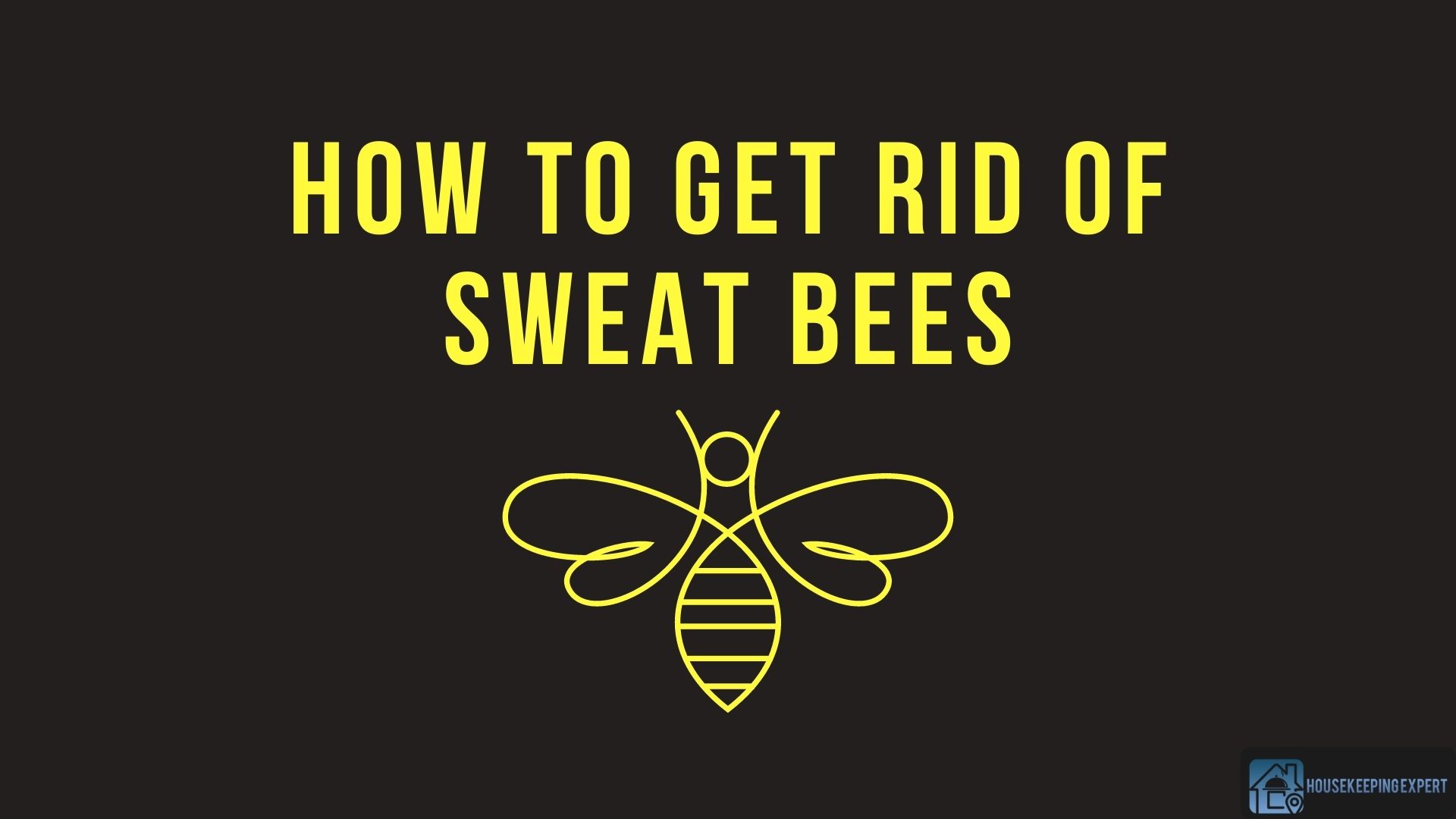 How To Get Rid Of Sweat Bees Try These 8 Methods   How To Get Rid Of Sweat Bees 