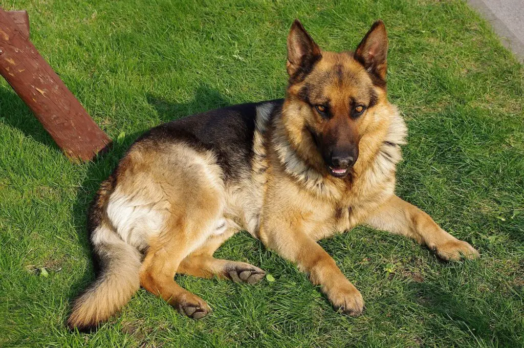 German Shepherd Dog