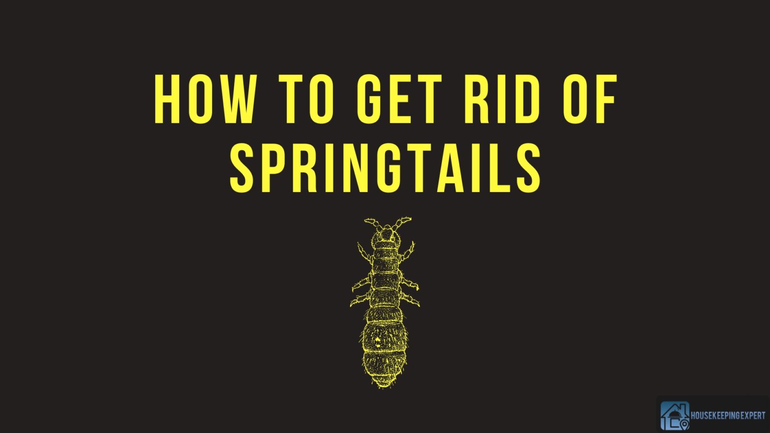 How To Get Rid Of Springtails