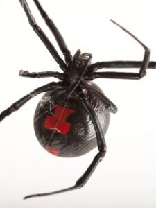 Black Widow Spider