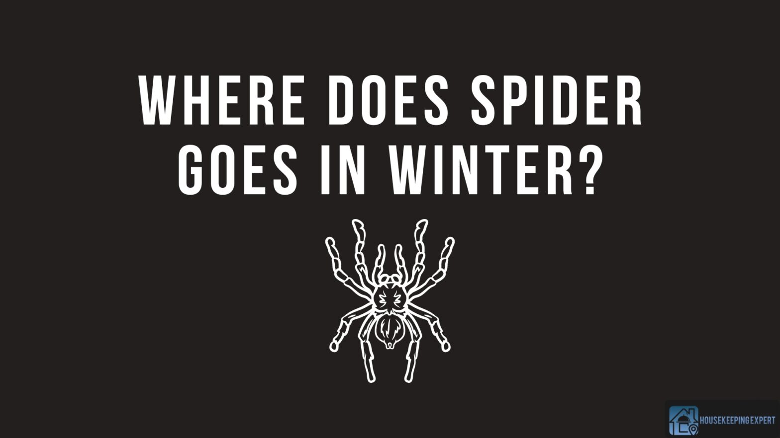 Where Does Spider Goes In Winter