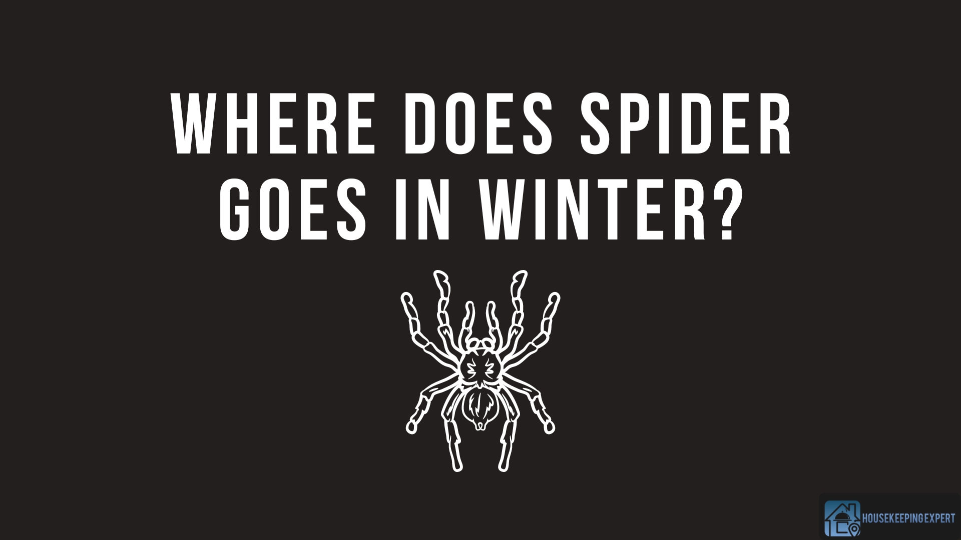 Where Does Spider Goes in Winter?