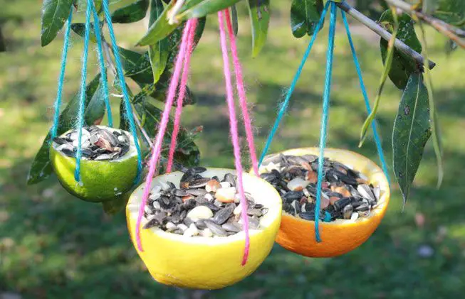 Fruit Peel Bird Feeder