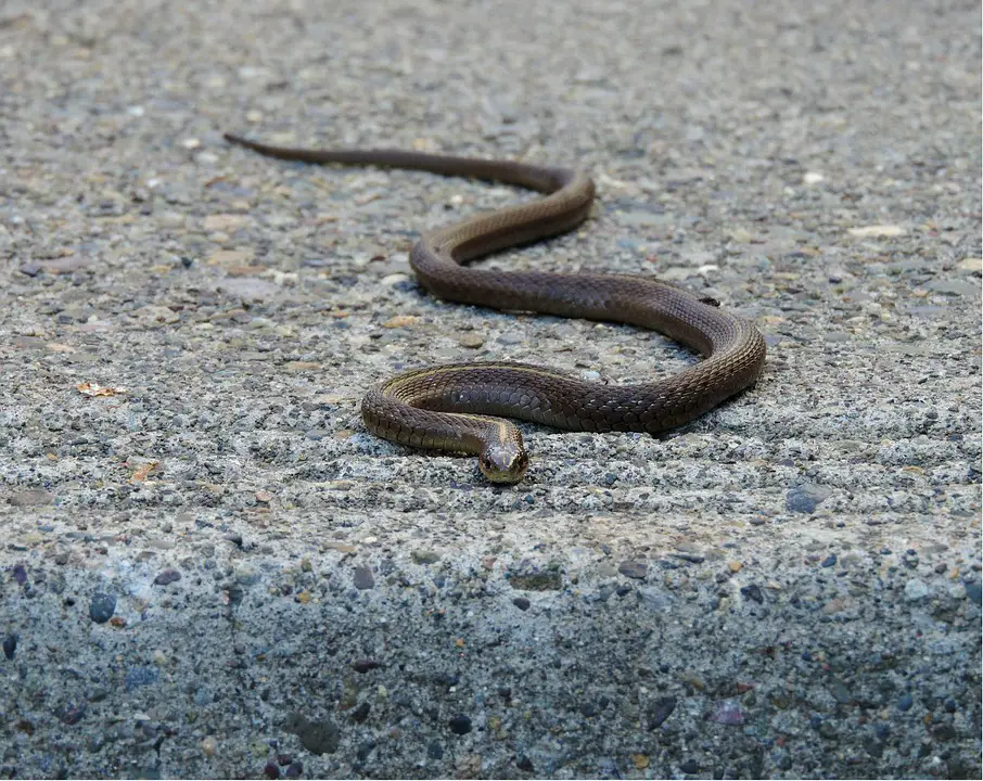 Garter Snakes