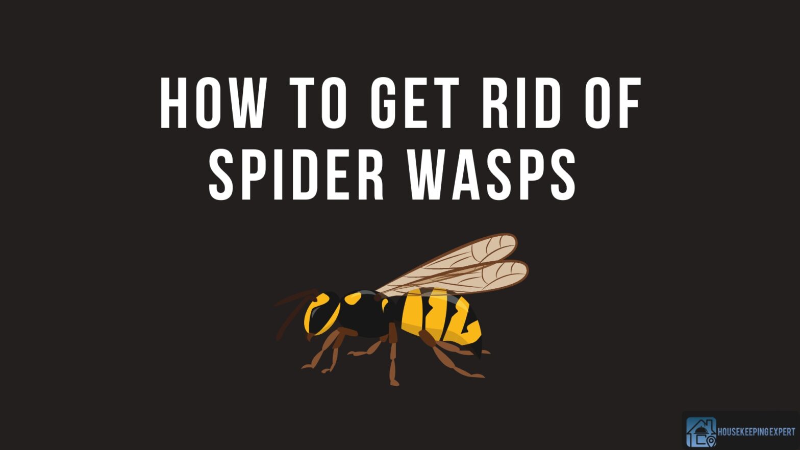 How To Get Rid Of Spider Wasps