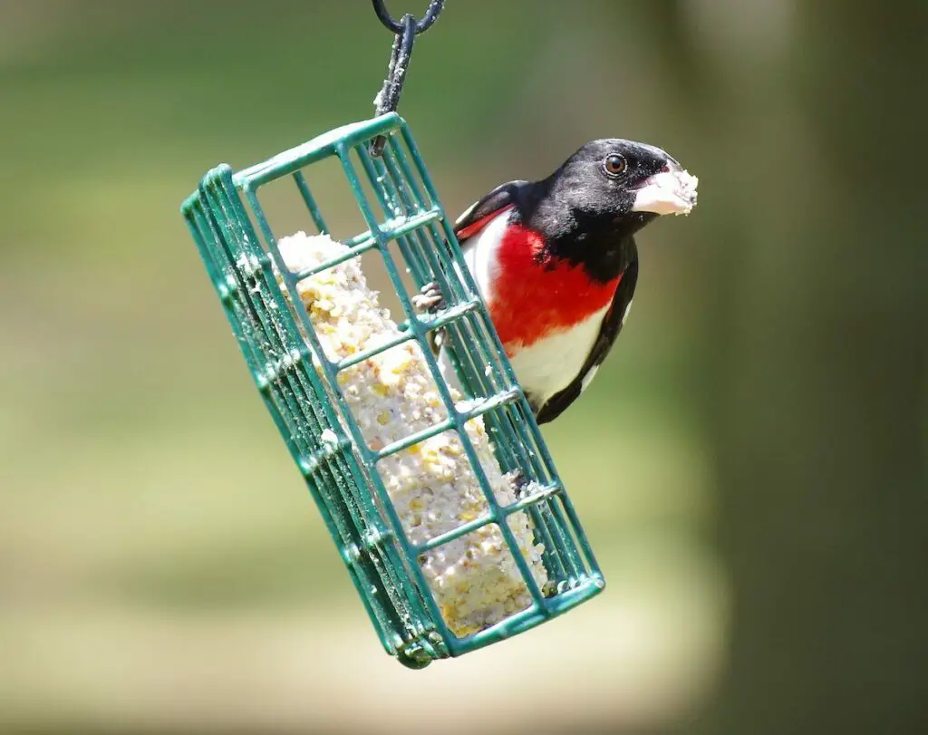 Suet Bird Feeder