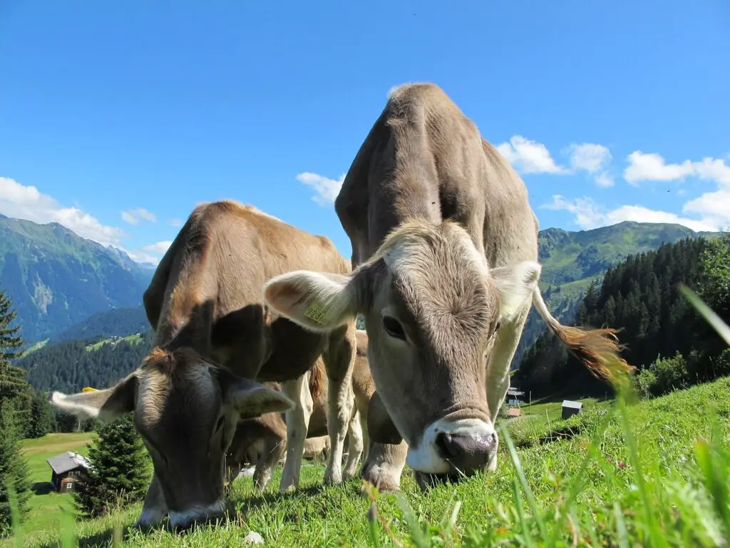 Cow Grazing