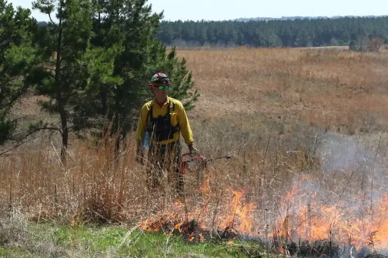 How to Get Rid of Sand Spurs 10 Ways to Protect Your Lawn
