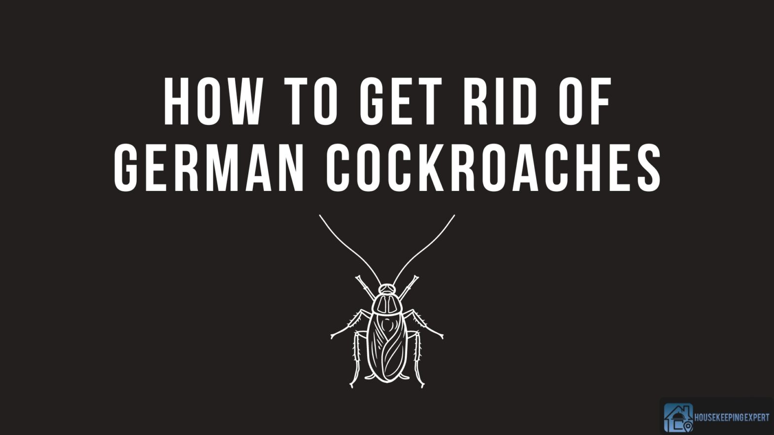 How To Get Rid Of German Cockroaches