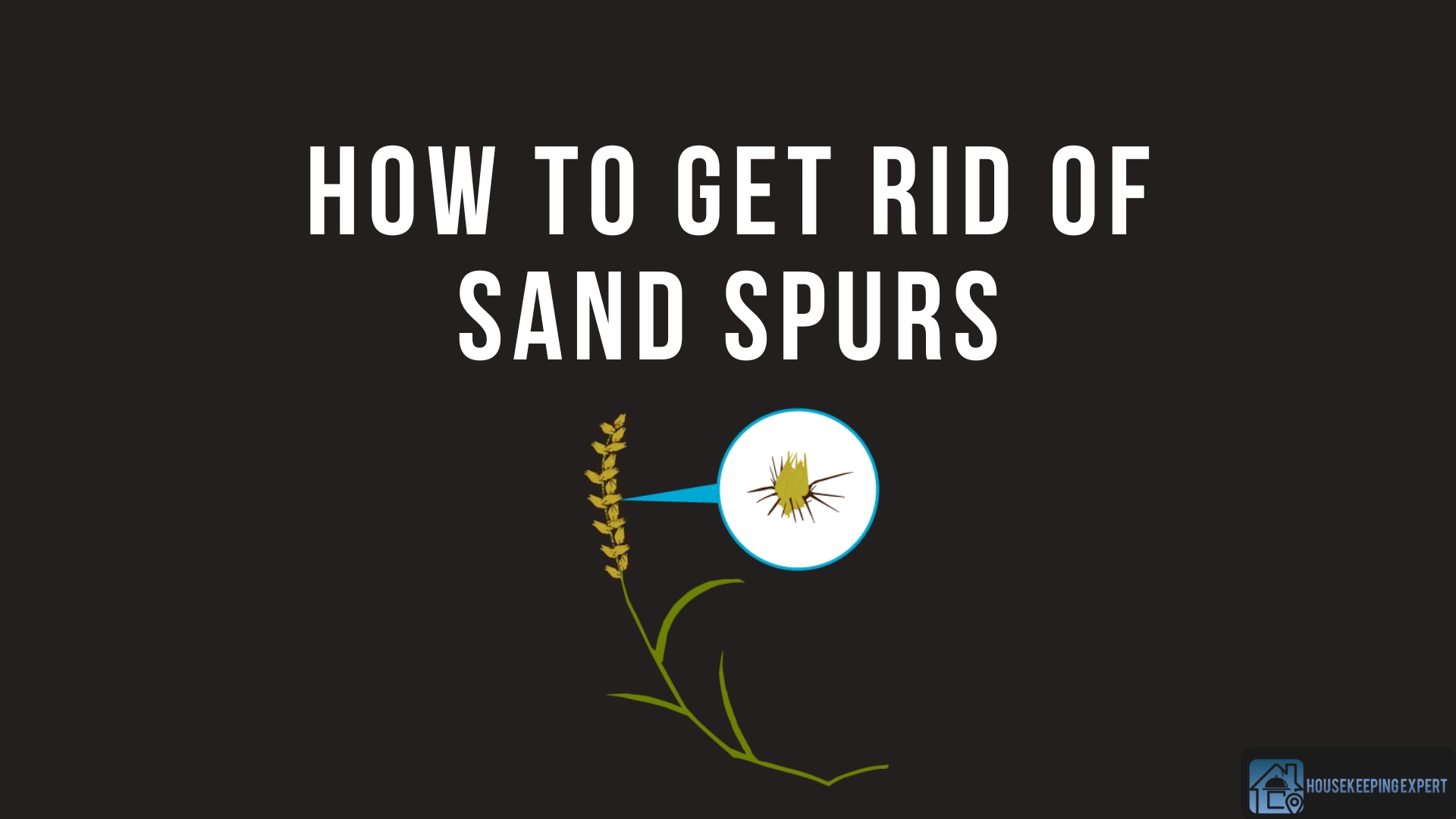 How to Get Rid of Sand Spurs 10 Ways to Protect Your Lawn