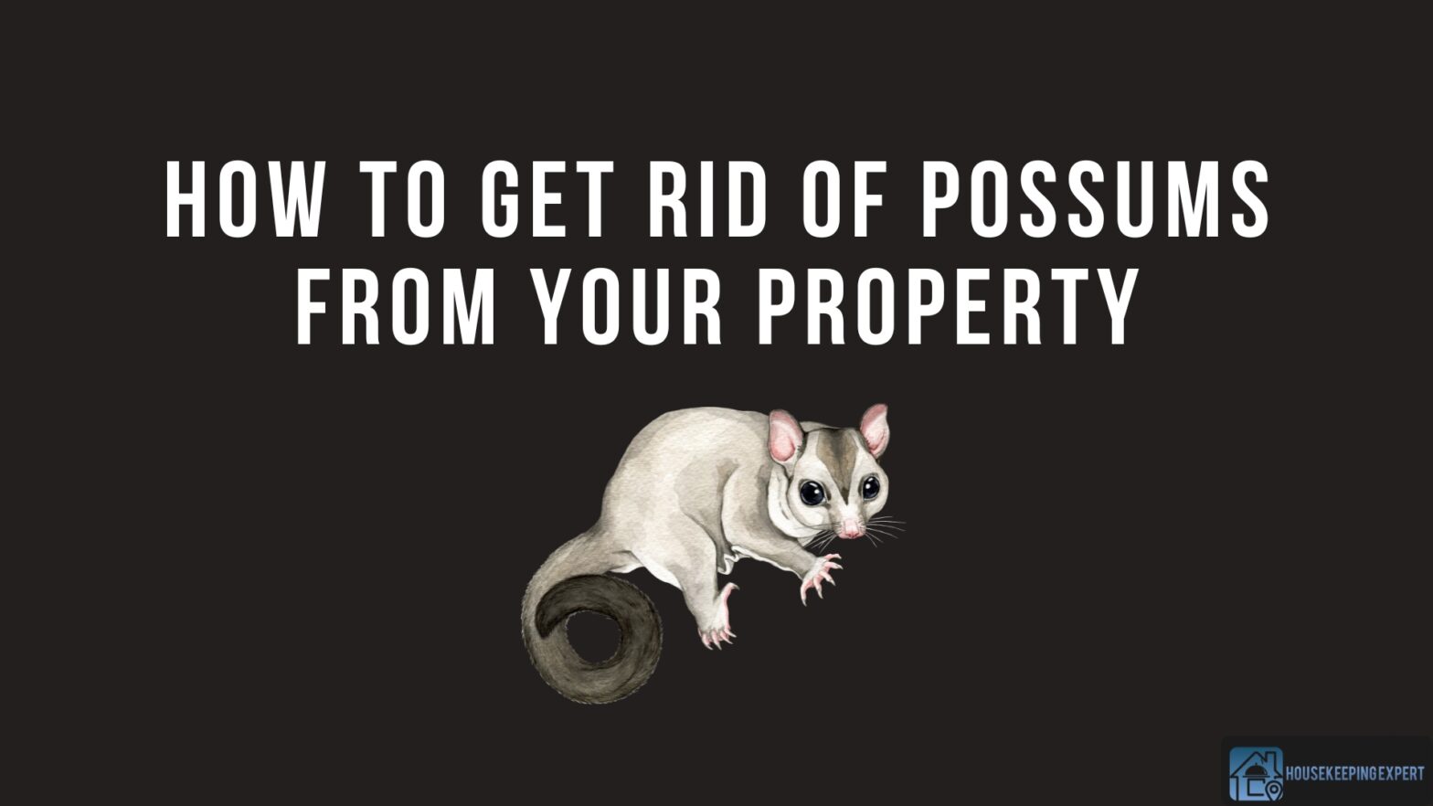 How To Get Rid Of Possums From Your Property