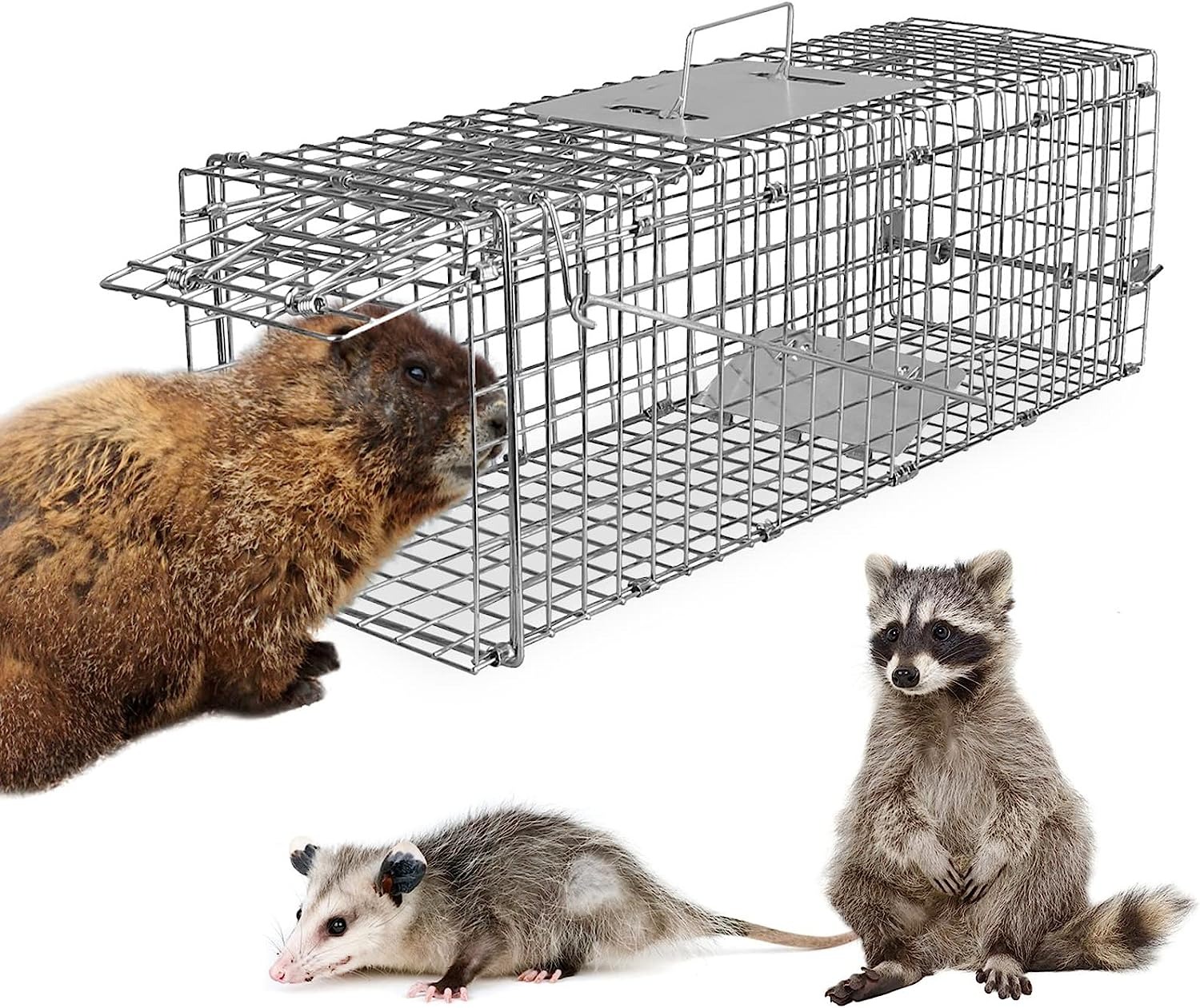 How to Get Rid of Possums from Your Property 10 Ways