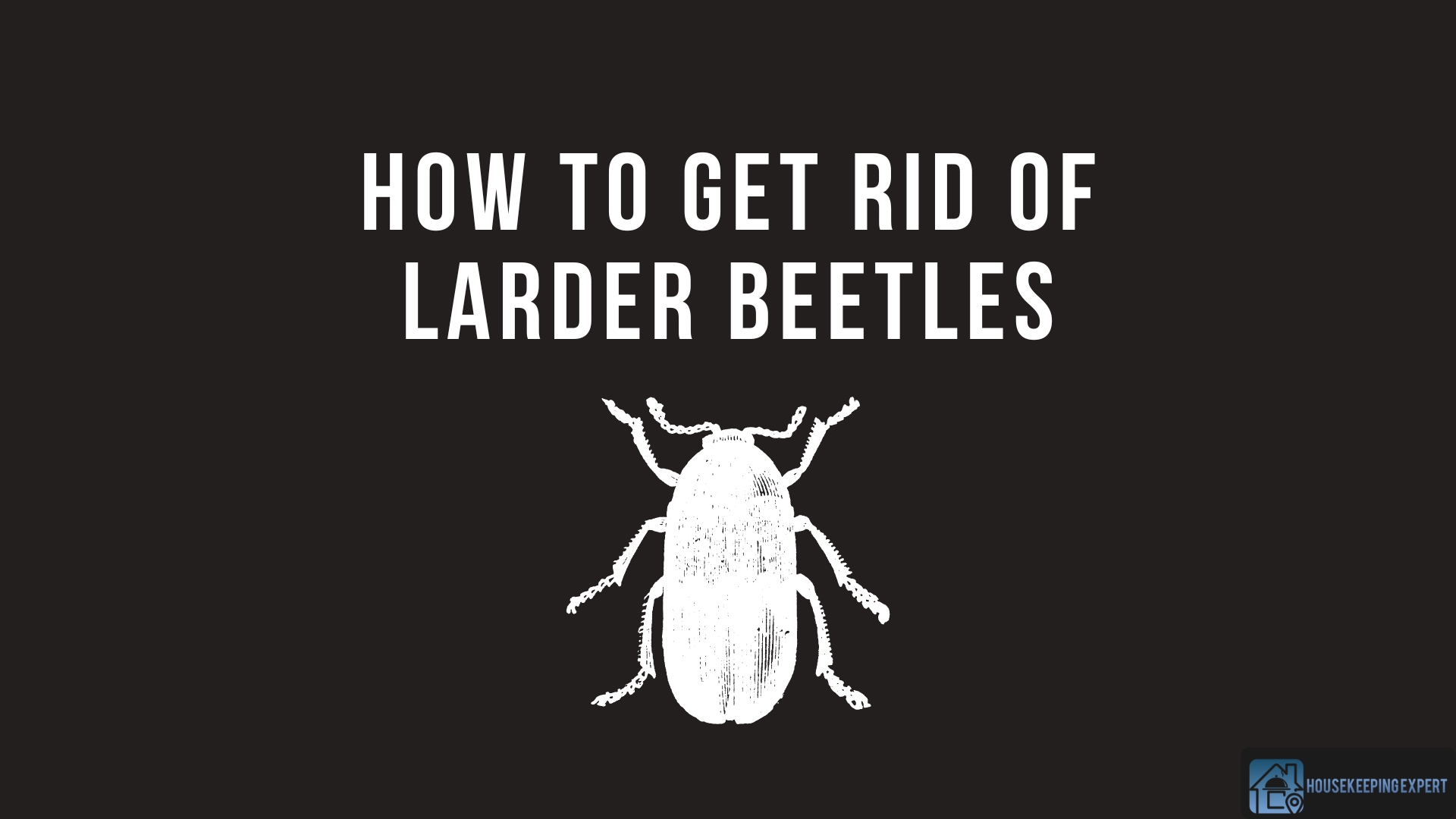 How to Get Rid of Larder Beetles | 6 Effective Ways