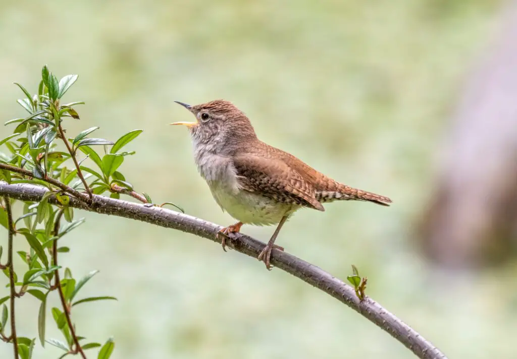 House Wren