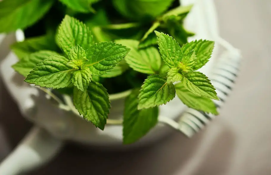 Peppermint Plant