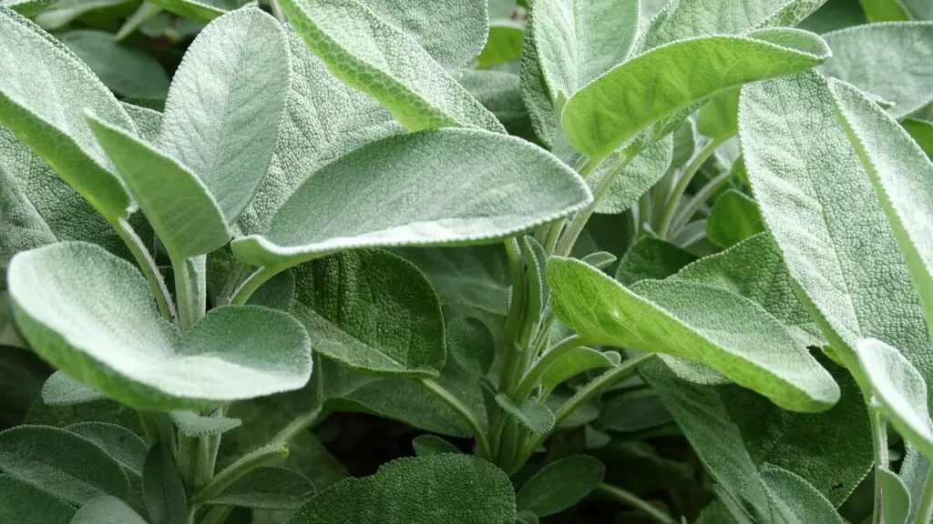 Sage Plant