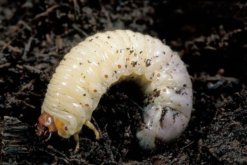 Curl Grub Larvae