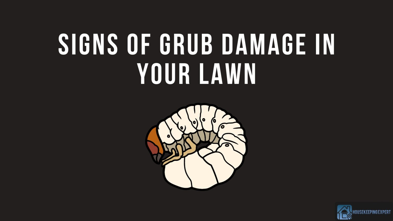 Signs Of Grub Damage In Your Lawn