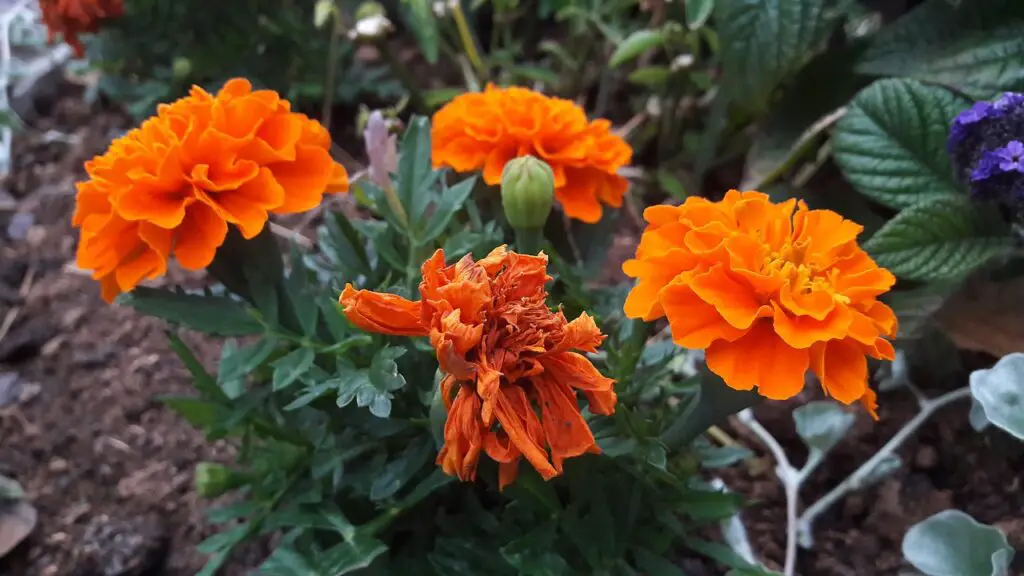 Marigolds Plant